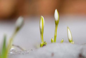 Photo credit Chicago Botanic Garden
