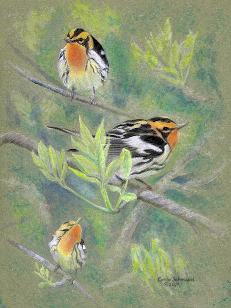Blackburnian Warbler, ©Carla Schmakel