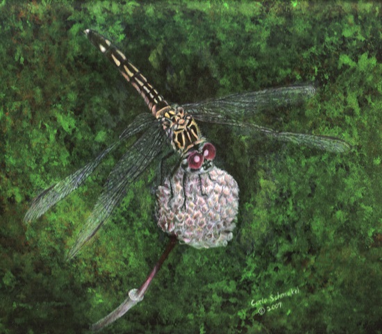 Blue Dasher, ©Carla Schmakel