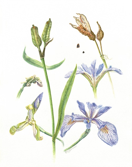 Blue Flag Iris, ©Carla Schmakel