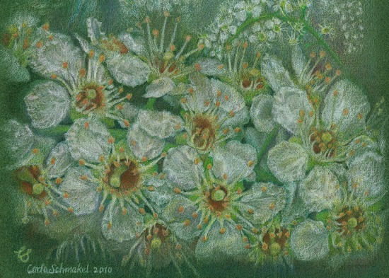 Chokecherry flowers, ©Carla Schmakel