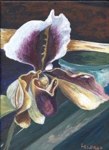 Colorful Orchid ©Linn Eldred