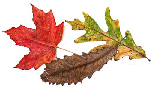 Colors of Fall, copyright Mary Ann Jimenez