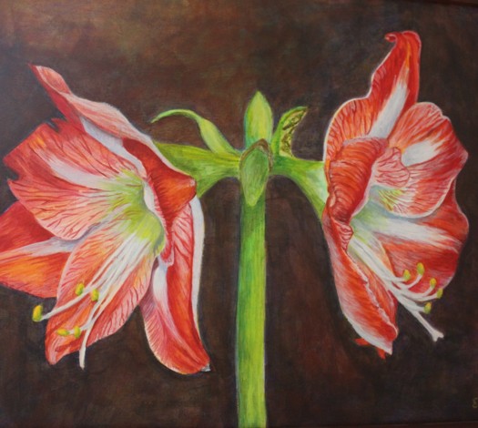 Detail of Amaryllis, copyright Evalyn Holy