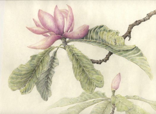 magnolia-copyright-nancy-wu