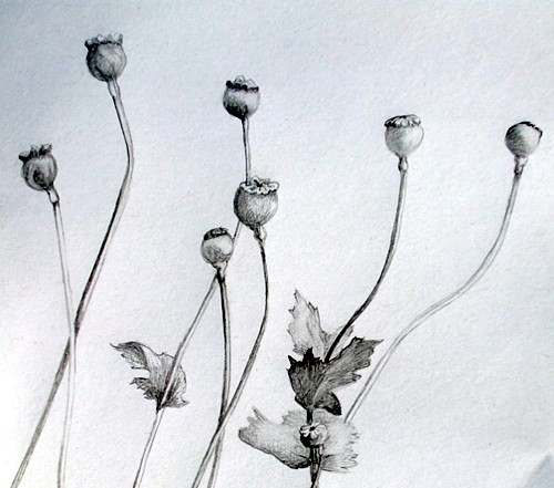 Poppy seed pods, ©Patty Koenigsaecker