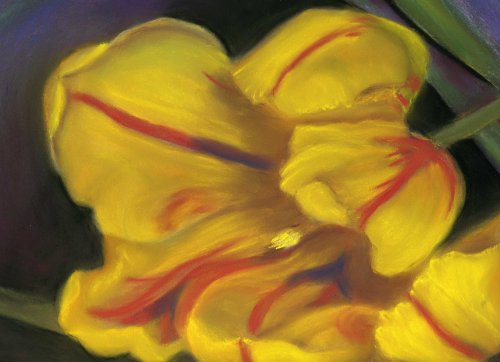 Tulip Time ©Linn Eldred