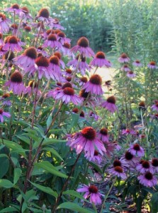 Laverne Bohlin Garden