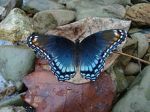 Red-Spotted Purple, Photo credit Wikipedia