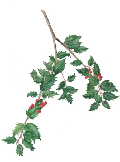 Holly © Paulette McDermott