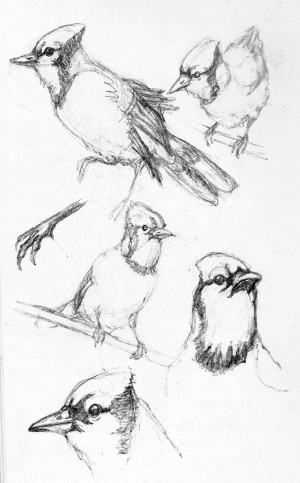 Blue Jays, copyright Evelyn Grala