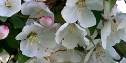 Spring Color, photo credit www.mortonarb.org 