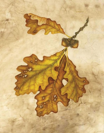 Bur Oak, Quercus macrocarpa, ©Wendy Brockman. Used with permission.