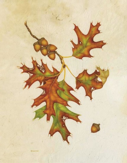 Red Oak, Quercus rubra, ©Wendy Brockman. Used with permission.