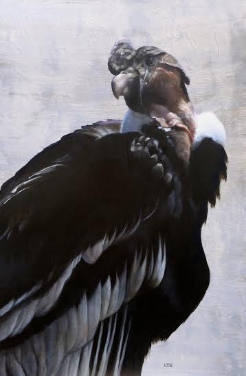 Andean Condor, ©Lindsay Sandbothe