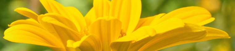 Cantigny.org header 2