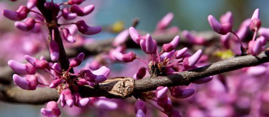 Photo Credit Cantigny.org