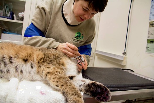 Willowbrook Wildlife Center's Dr. Jennifer Nevis performing examination on resident bobcat
