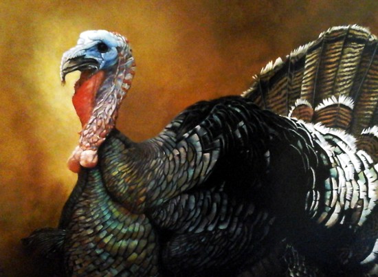 Detail of Wild Turkey, copyright D. Fisk