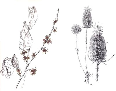 Pen and Ink drawing, copyright Nancy Thyfault