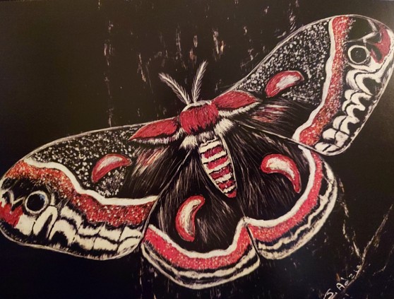 Cecropia Moth, scrachboard with ink, copyright Jill Adzia