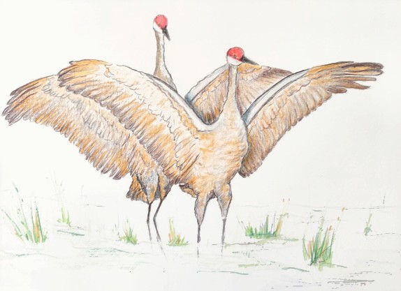 Sandhill Cranes, copyright Jill Adzia